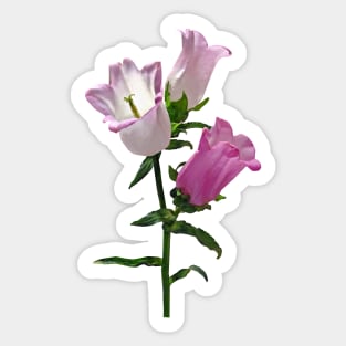 Pink Canterbury Bells Sticker